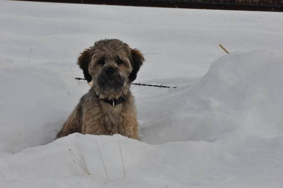 Cão meio triste com a neve em estrada próxima à Susanville, na Sierra Nevada, Califórnoa, nos Estados Unidos